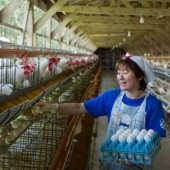 Lạm phát giá trứng gà tại Nhật - những nguyên nhân và hệ quả